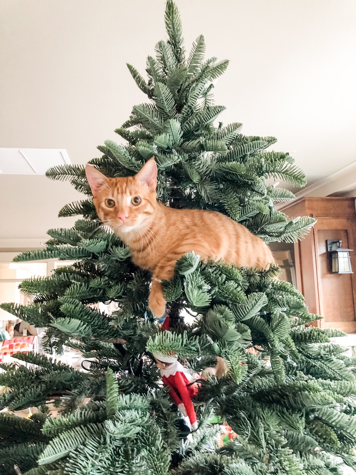 bernedoodle next to Christmas tree