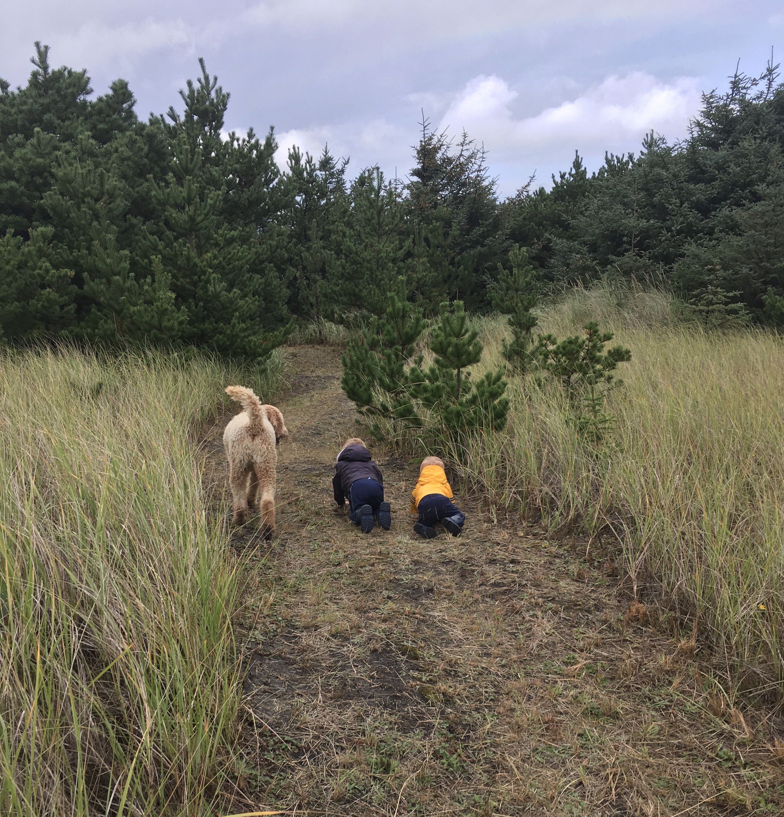 two toddler boys crawling in grass with their dog on a walk